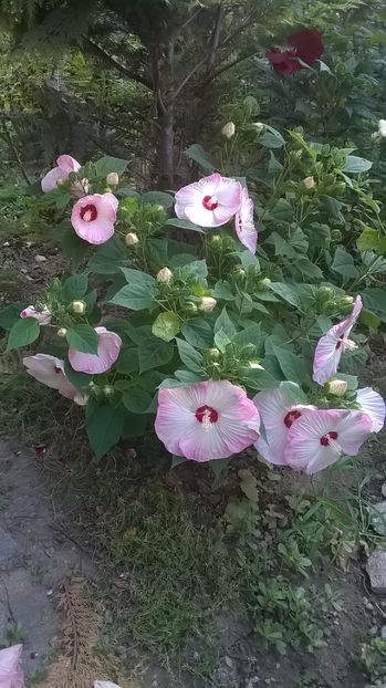  - 2016 Hibiscus de gradina