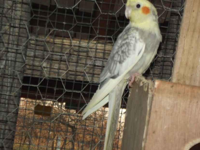  - Papagali de vanzare