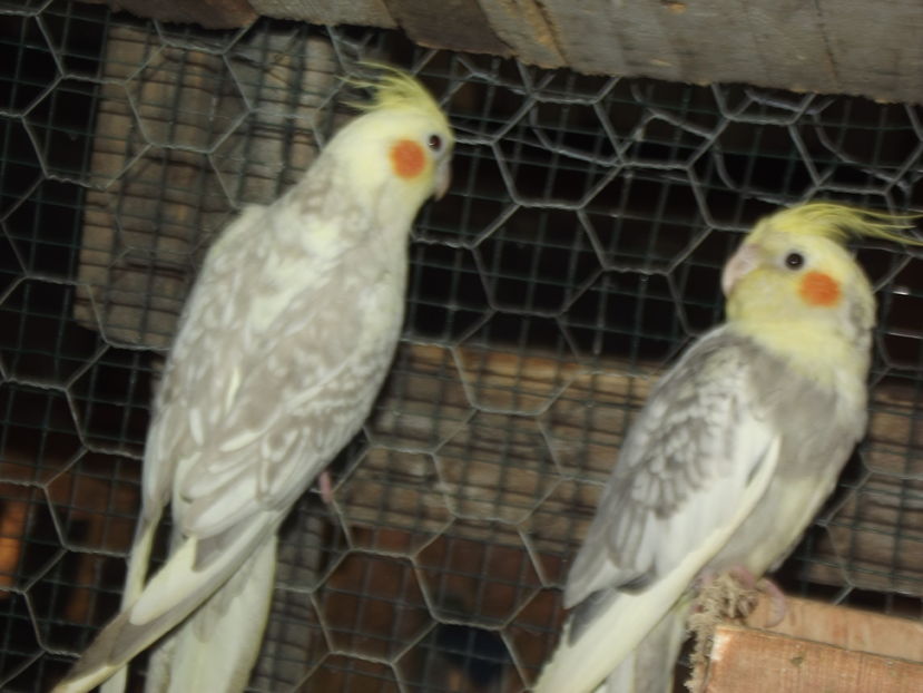  - Papagali de vanzare