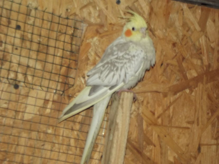  - Papagali de vanzare