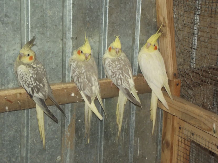  - Papagali de vanzare