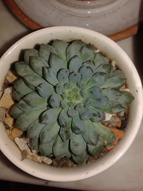 Echeveria setosa var. deminuta (rondelii)