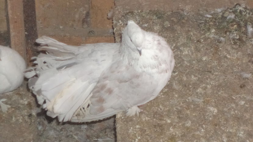  - Voltatii albi incaltati INDIENI SI MAGHIARI
