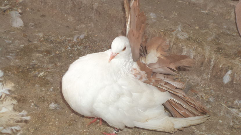  - Voltati albi cu coada rosie MATCA 2016 Arhiva