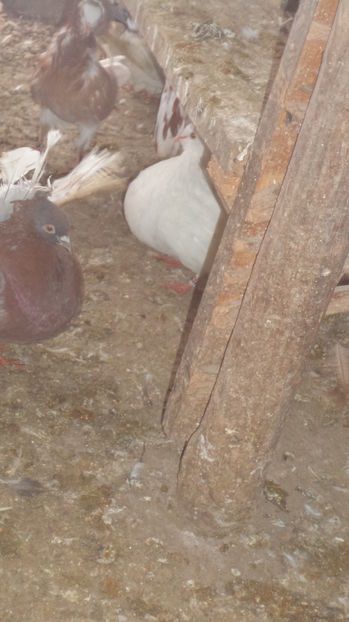  - Voltati albi cu coada rosie MATCA 2016 Arhiva