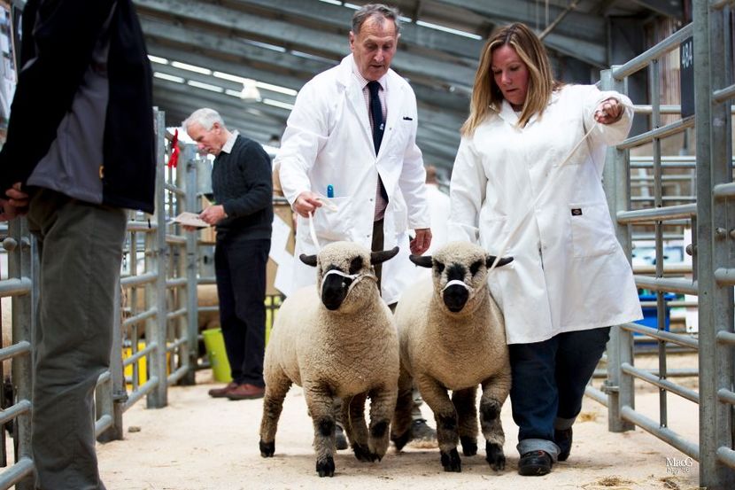 Berbecuti Hampshire frumosi-6hl