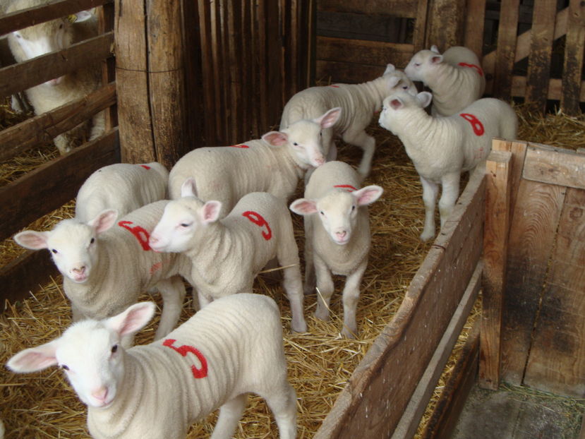 Rasa Ile de France mielusei