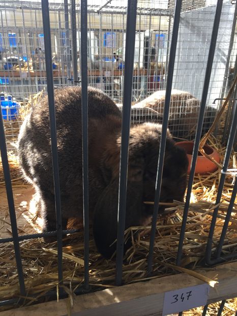  - Expozitia Nationala Ungaria 3-4 decembrie 2016