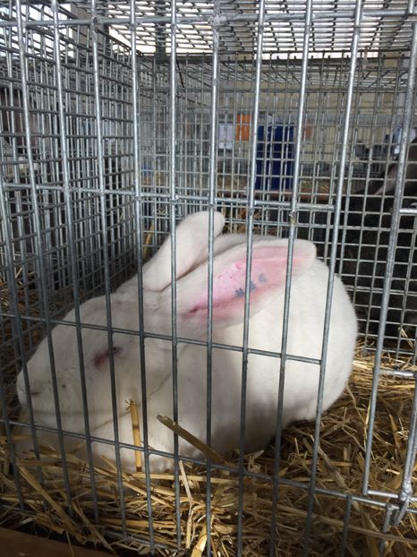  - Expozitia Nationala Ungaria 3-4 decembrie 2016