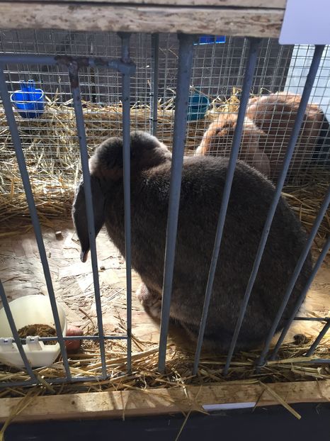  - Expozitia Nationala Ungaria 3-4 decembrie 2016