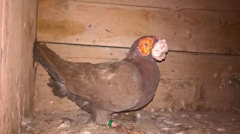 F 2013 - CARUNCULATI MATCA 2017