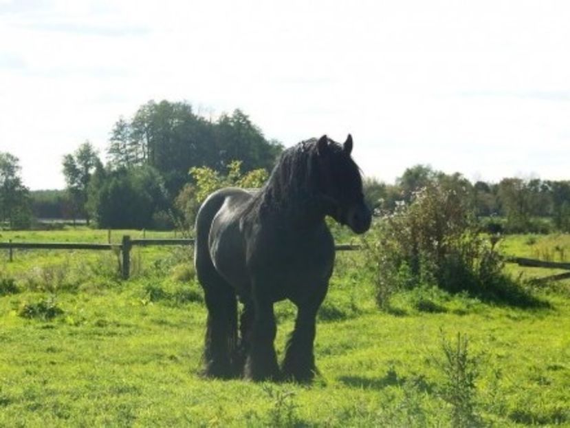 konie-pozostale_photo_2_1922340942