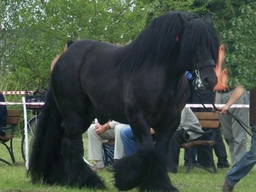 konie-pozostale_photo_3_1922340942