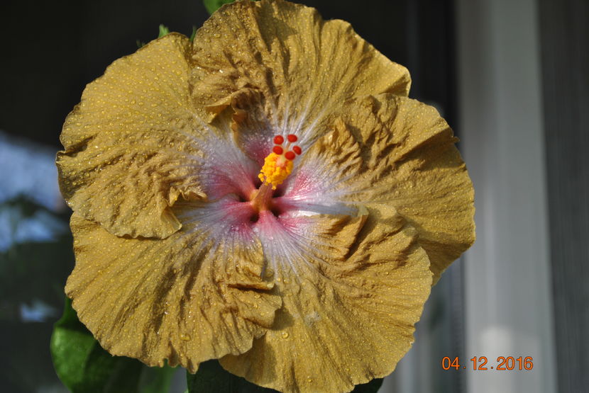  - Hibiscus - Wallflower