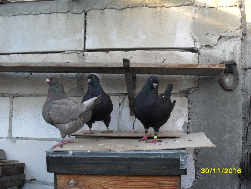 SDC14424 - pasari si porumbei ce detin in prezent