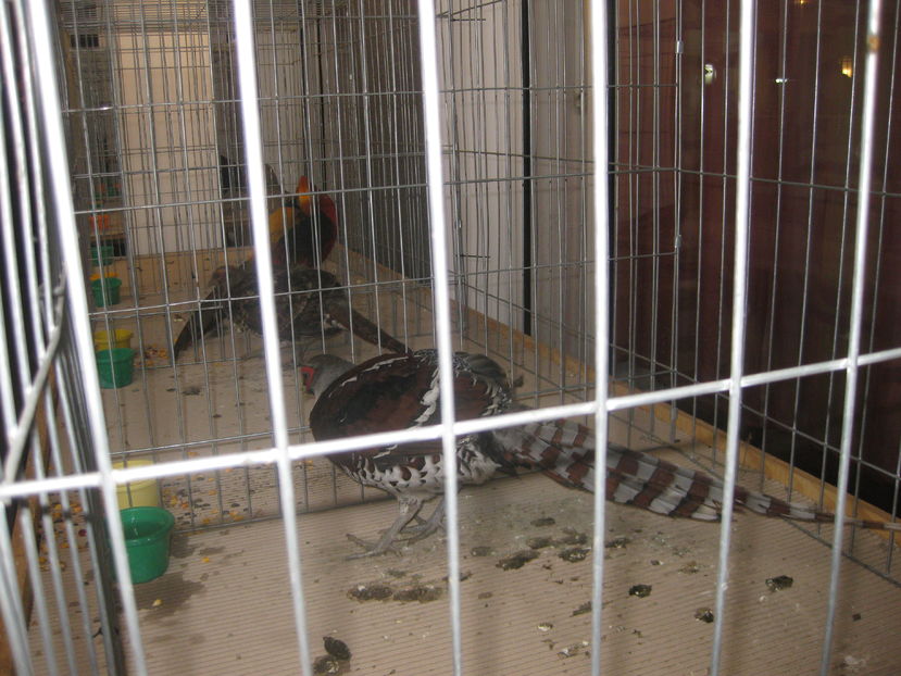  - Expozitia Colombofila 2016