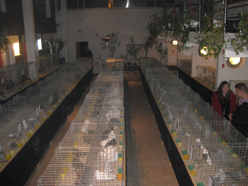  - Expozitia Colombofila 2016