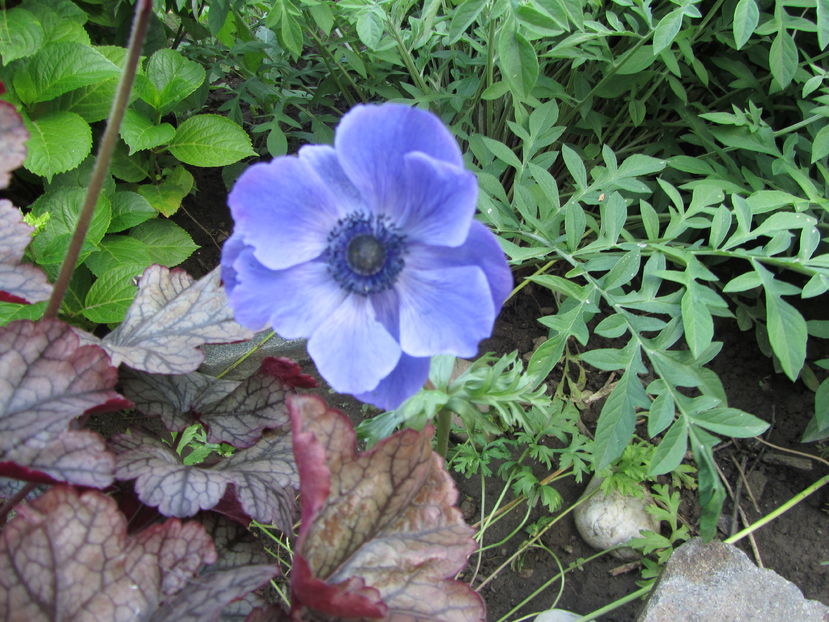 Anemone coronaria