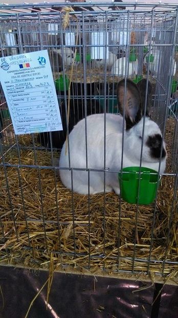 15328283_1179485905422742_1833306774_n