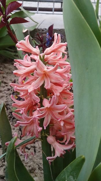  - 0 FLORI 2016 in gradina