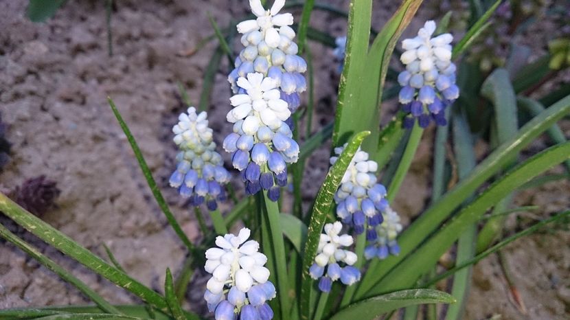  - 0 FLORI 2016 in gradina