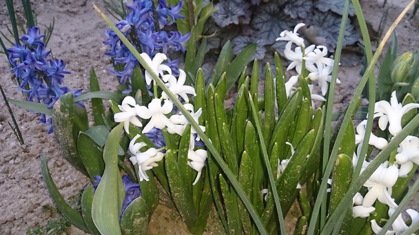  - 0 FLORI 2016 in gradina