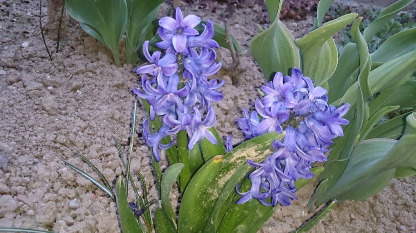  - 0 FLORI 2016 in gradina