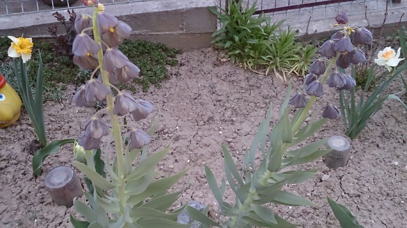  - 0 FLORI 2016 in gradina