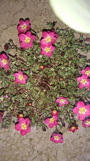  - 0 FLORI 2016 in gradina