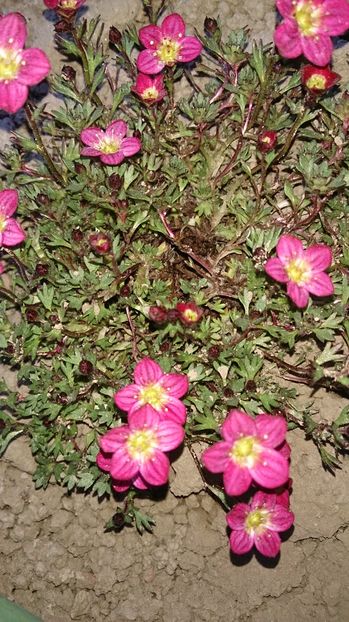  - 0 FLORI 2016 in gradina