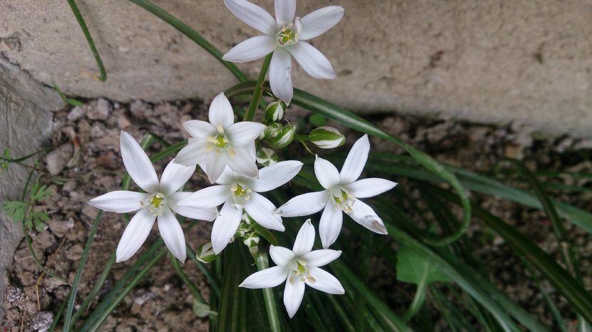  - 0 FLORI 2016 in gradina