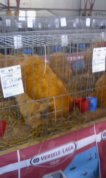  - Expozitie Nationala Caransebes