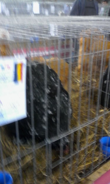  - Expozitie Nationala Caransebes