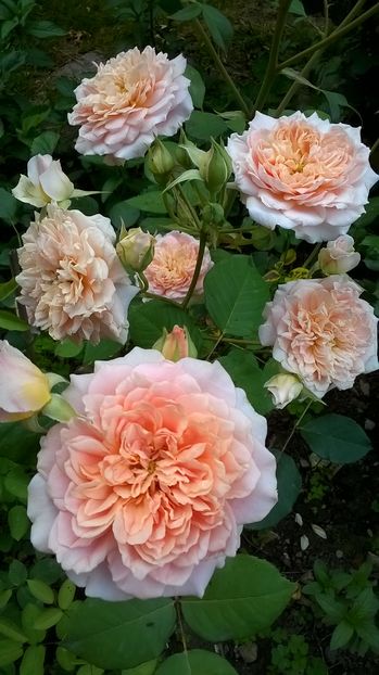 Festival des Jardins