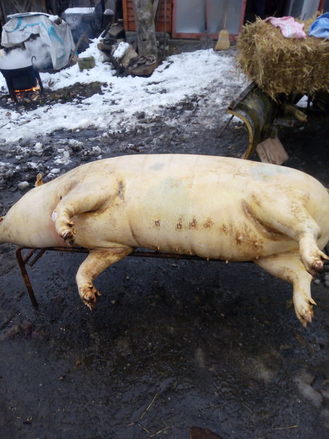 poze ,filmari 12.2016 033