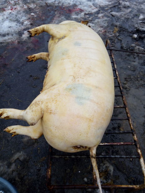 poze ,filmari 12.2016 034