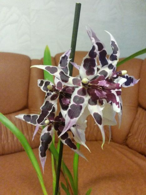 Beallara Diana Dunn Gothic 2016.12.04 6