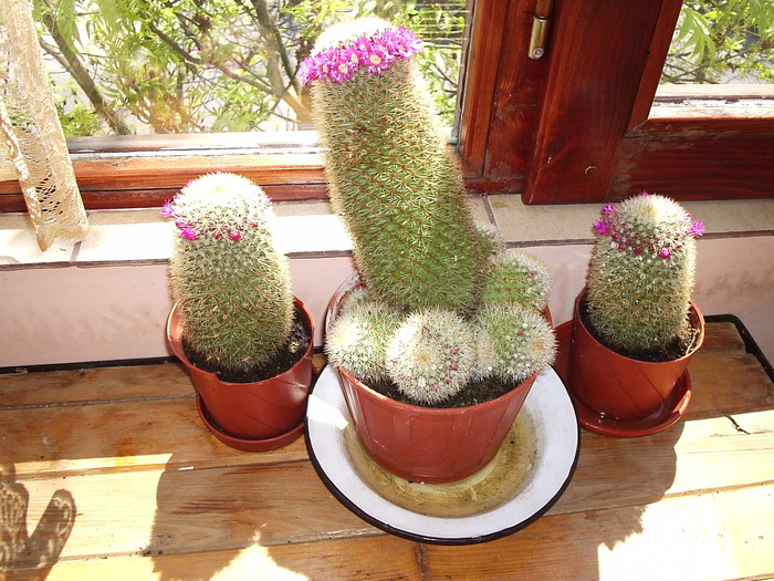 mamilaria - cactusi
