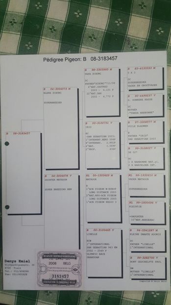 Pedigree 457 e.denys - Emiel Denys mascul