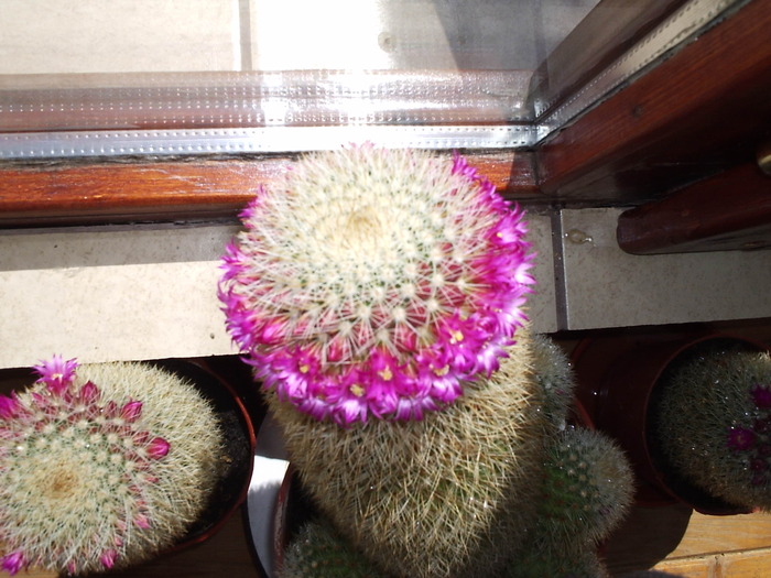 mamilaria