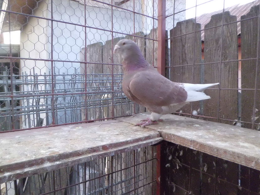 CIMG4838; MASCUL    2010
