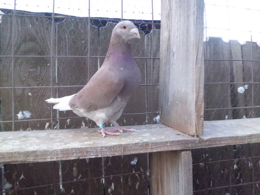 CIMG4870; MASCUL   2016...
