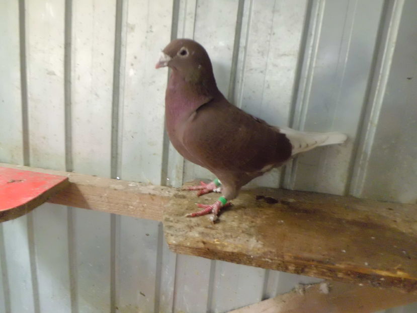 CIMG4604; MASCUL   2013
