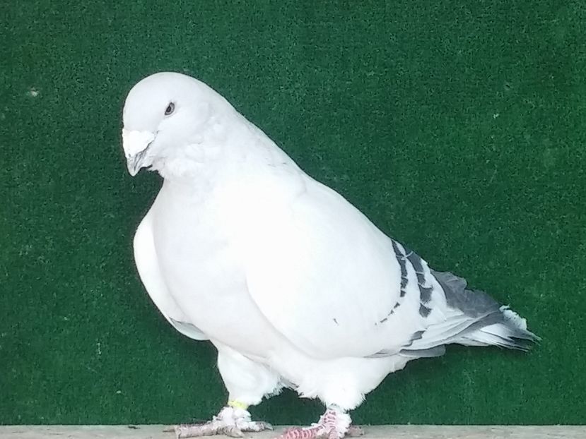  - Porumbei standard vanduti