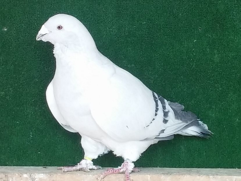M 2011 - Porumbei standard vanduti