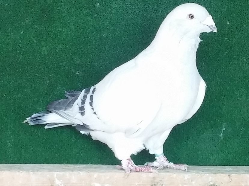  - Porumbei standard vanduti