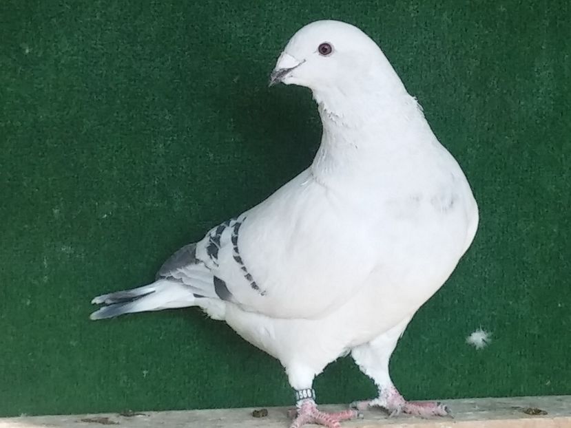  - Porumbei standard vanduti