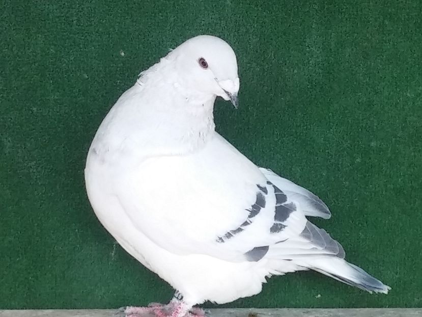 F 2016 - Porumbei standard vanduti