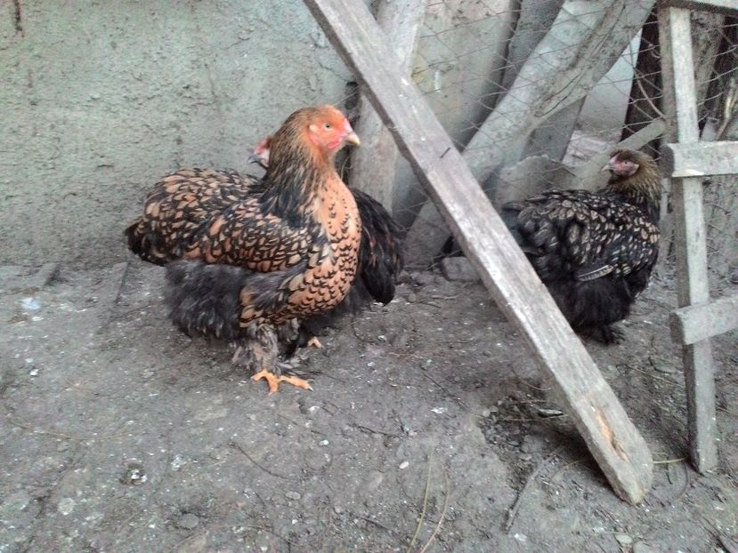 P_20161203_161949 - Cochinchina urias auriu 2017