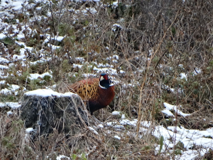  - Fazani in libertate